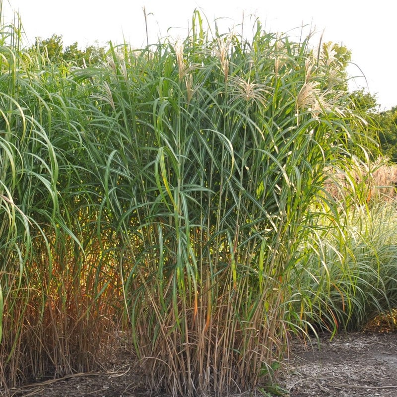 miscanthus floridulus roseau de chine eulalie g ante Boisseau Energies