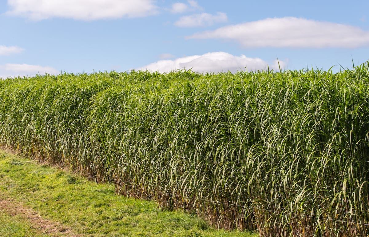 champ de miscanthus